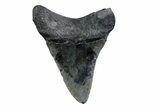 Fossil Megalodon Tooth - North Carolina #370219-1